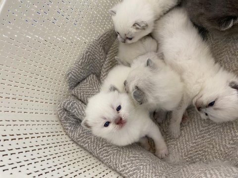 British shorthair kediler vakti gelince sahiplendirilecek