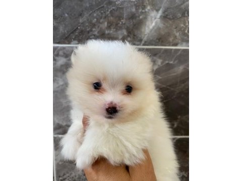 Orjinal minyatür pomeranian