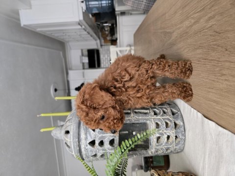Teacup red brown toy poodle