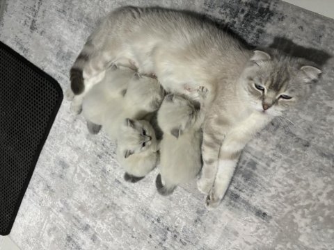 1 aylık yavru british shorthair
