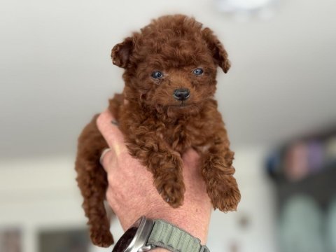 4 aylık micro tea cup kore poodle 500 gr