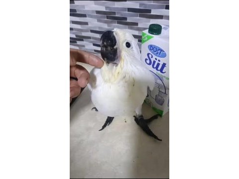 Bebek kakadu yeni yuvasını arıyor