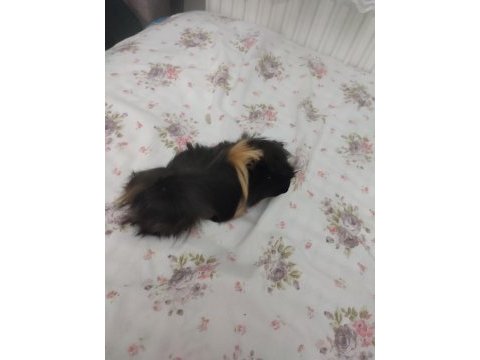 İki tatlı guinea pig