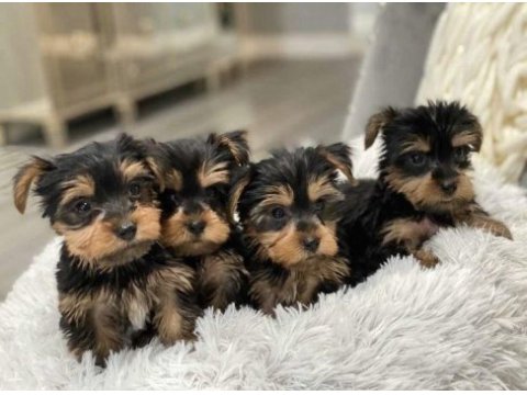 Yorkshire terrier yavrular mükemmel güzellik