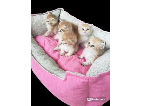 British shorthair ny12 longhair erkek