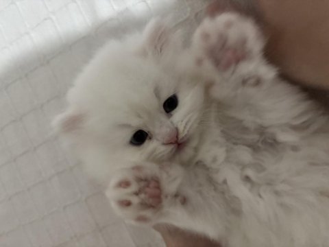 British longhair yavrusu