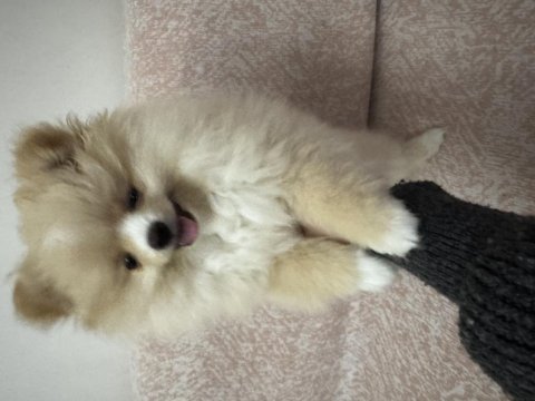 3 aylık dişi pomeranian