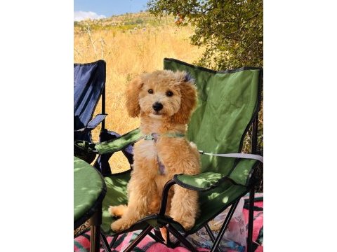 Adı karamel 6 aylık maltipoo