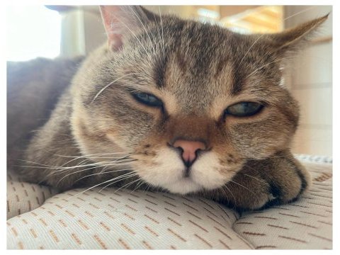 Isparta şarkikaarağaç british shorthair golden tabby