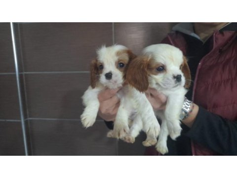 Cavalier king charles
