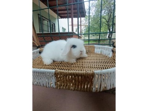 Hollanda teddy lop tavşanlar