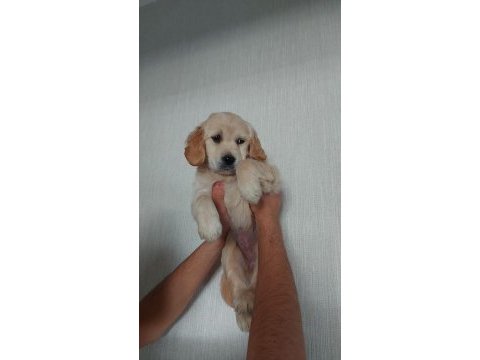 Yavru golden retriever
