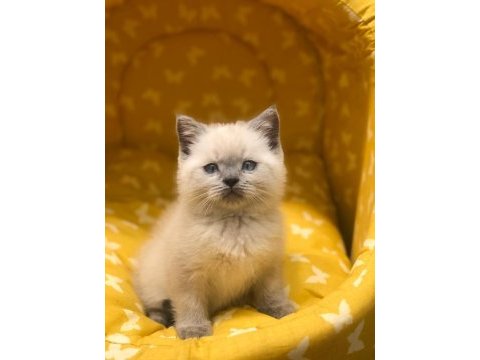 British shorthair blue point yavrularım 