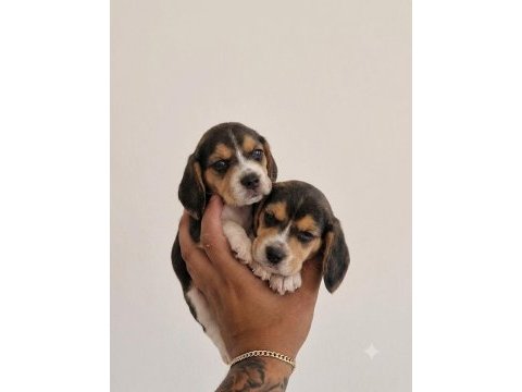 Sağlıklı beagle yavrular