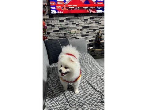 7 aylık full aşılı erkek 0 numara pomeranian boo