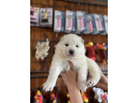 Orjinal safkan samoyed