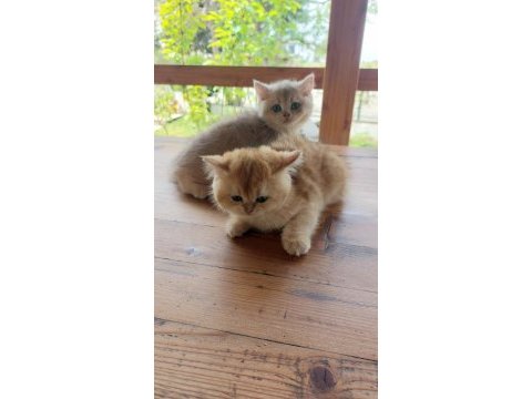 Şecereli british longhair yavrular sahiplendirilecektir