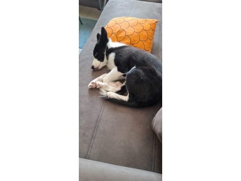 4 aylık dişi border collie