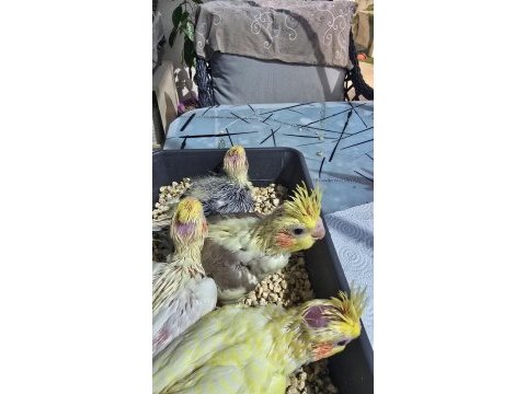 Bebek sultan papağanları lutino karışık