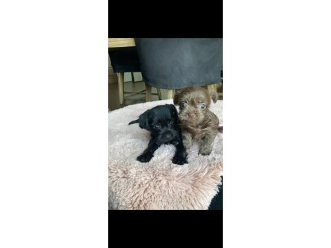 45 günlük 5 yavru yorkshire terrier