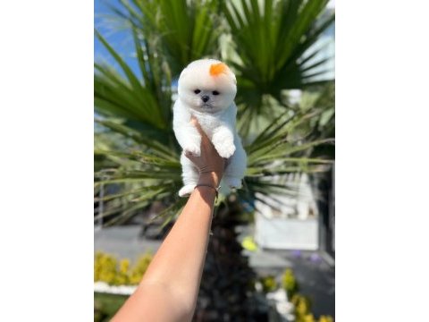 Orjinal pomeranian boo