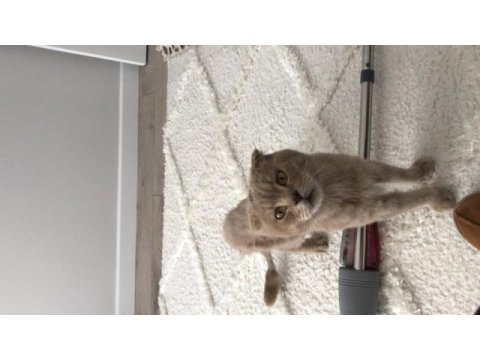 1 yaşında erkek scottishfold