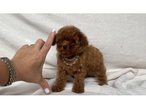 Teacup 2 karma aşılı poodle