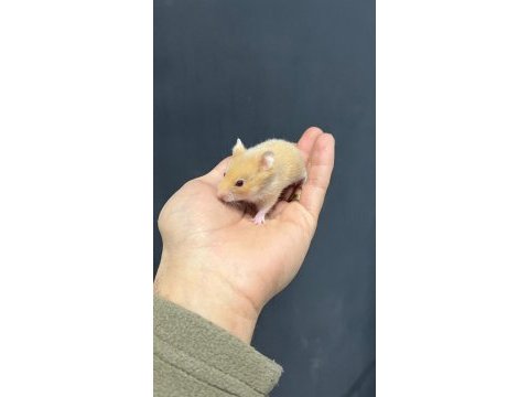 Her renkte gonzales hamster