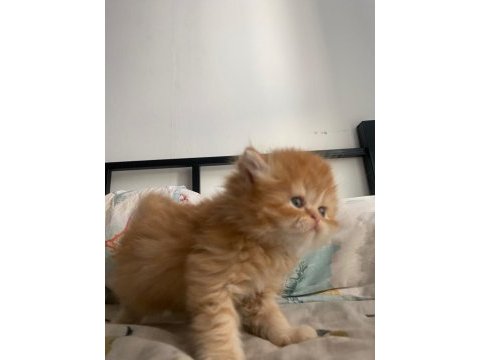 Güzeller güzeli gold british longhair yavru