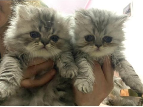İran kedisi bebişlerimize yuva arıyoruz