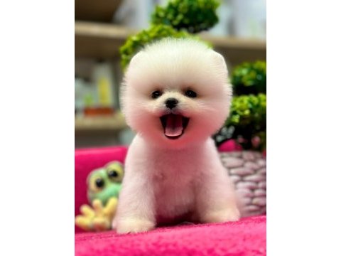 Teddy bear pomeranian