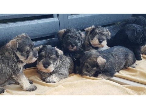 Minyatür schnauzer şecereli çipli