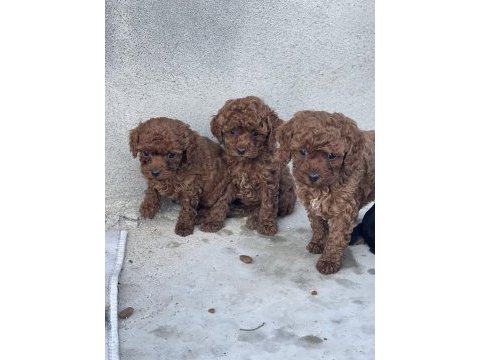Red brown toy poodle