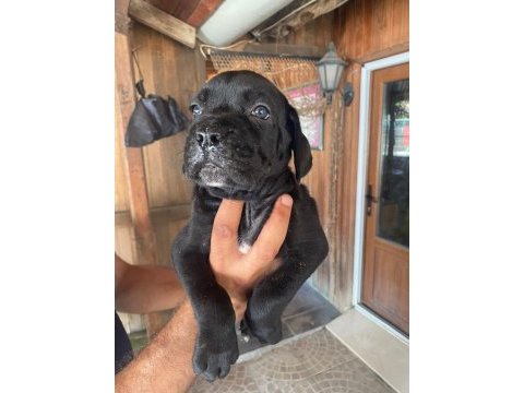 Dev panter dişi cane corso yavrular