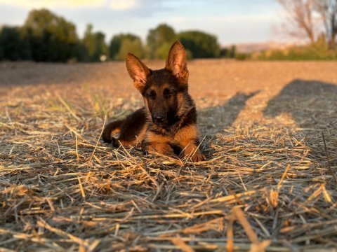 Şecereli alman çoban köpeği show kan hattı