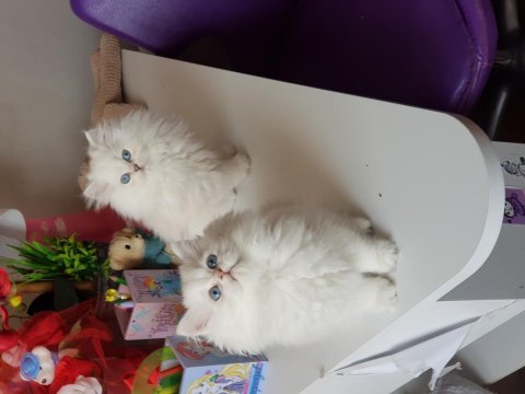 Show bebekler british longhair silver