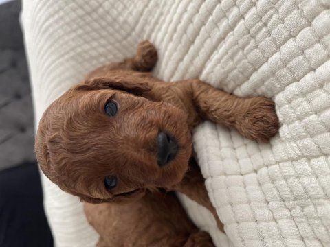 Kıvırcık toy poodle bebekler
