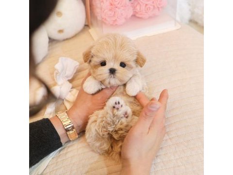 Korean toy poodle yavrularım