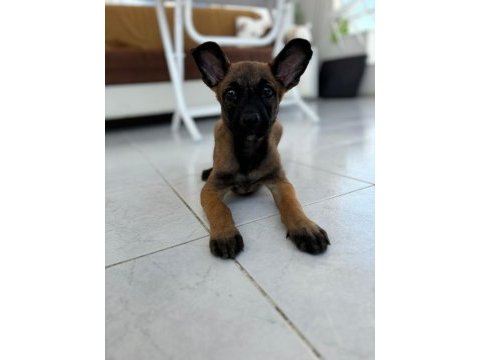 Adana sahiplendirilecek belçika kurdu