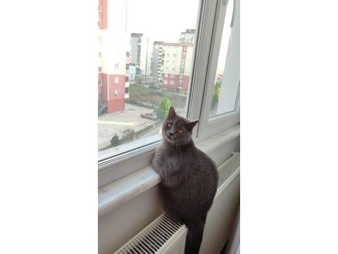 Kedimize yeni yuvasını arıyoruz (dişi)