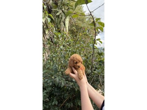 Toy poodle köpeği