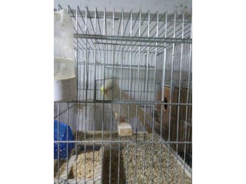 Takım yetişkin yavru muhabbet kuşları sevda papağanları
