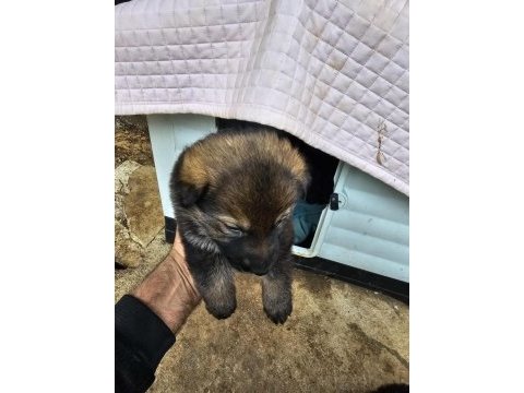 Ankara - orjinal german shepherd working line