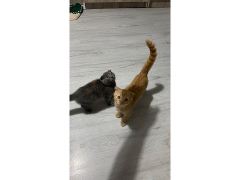 Scottish fold yavrular