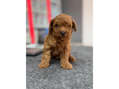 Avuç içi kadar mutluluk toy poodle yavrularım