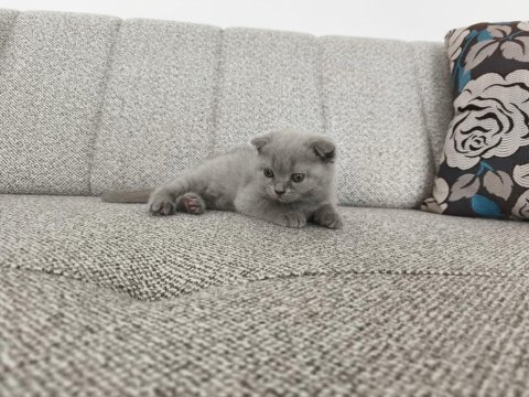 Erkek 50 günlük yavru scottish fold