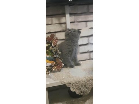 75 günlük scottish fold