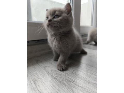 45 günlük british shorthair lilac