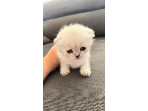 Teslime hazır mükemmel bir scottish fold ponçikler