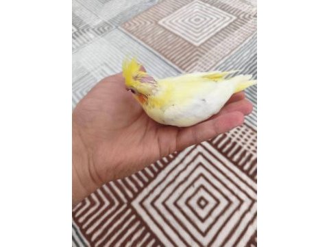 Acil satılık yeni yeme sultan papağanı yavrular